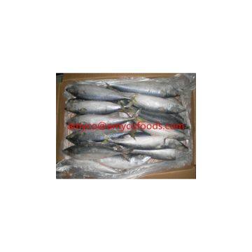 Mackerel
