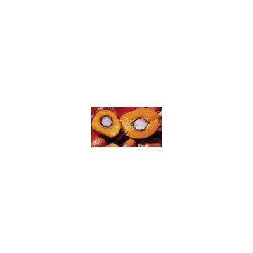 Palm Oil
