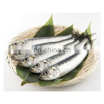 Wholesale frozen whole round sardine fish block for bait