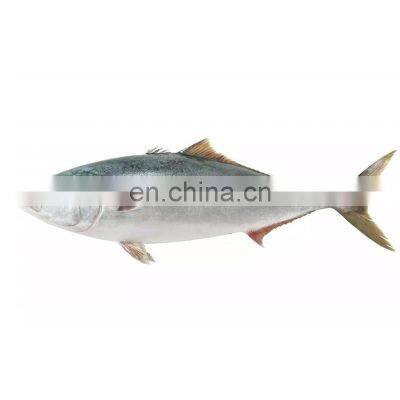 frozen yellow tail Travelly Fish yellowtail Seriola quinqueradiata