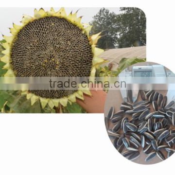 1510 full filled grain hybrid sunflower seeds