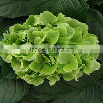 Hot Fresh Green Hydrangea