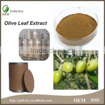 Pure Natural Hot Selling Olive Leaf Extract