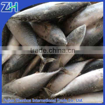 frozen bonito fish with prices