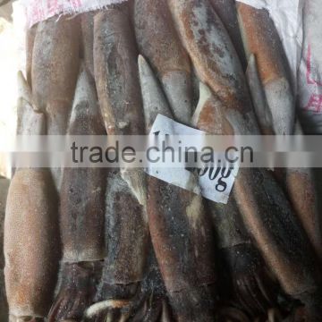 Frozen jigger catch illex squid, China argen squid, squid price for bait