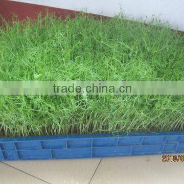 2013 hydroponic sprouting machine