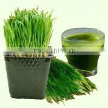 Wheat Grass Powder 250 grams