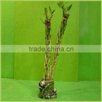 5pcs braided lucky bamboo air bonsai tree dracaena sanderiana indoor ornamental aquatic plants nursery garden decoration