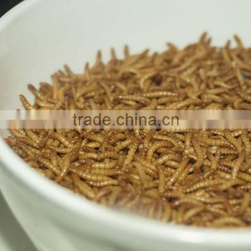 Live mealworms