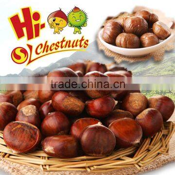 New Crop Organic Bulk Fresh Chestnuts for Sale photo-3