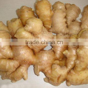 Competitive Price New Harvested Mesh Bag Ginger photo-4