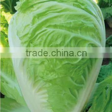 Chinese vegetable hybrid cabbage Seeds green vegetable seeds for planting-ZhengWang