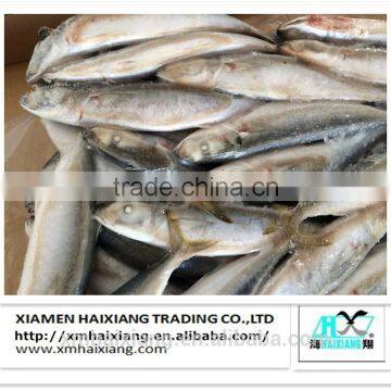 High Quality Frozen Whole Round Scad for sale