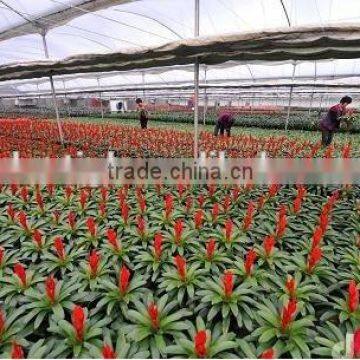 high quality PE transparent woven greenhouse film for flowers fruits