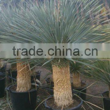 Yucca Rostrata photo-3