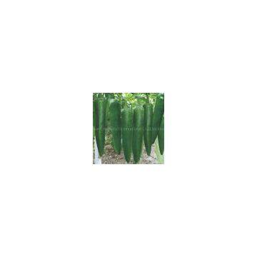Pepper seeds 5153