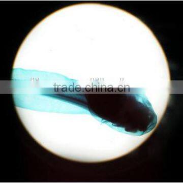 Embryo Slides , Frog Embryo Slides , Embryology Slides ,embryo Teaching Slides photo-3