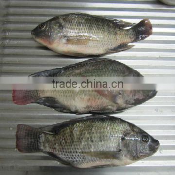 FROZEN WHOLE ROUND TILAPIA