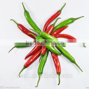 SXP No.14 hot pepper Chilli seeds for sale