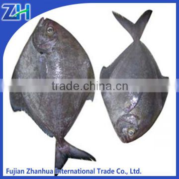 fresh black pomfret fish sea frozen