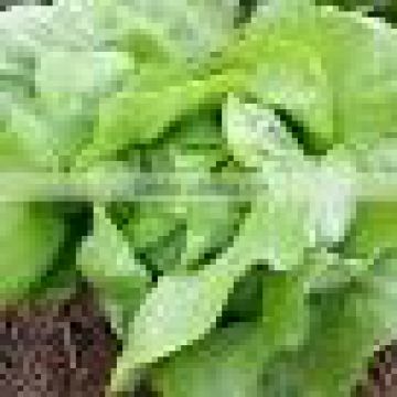 Organic Fresh lettuce Butterhead