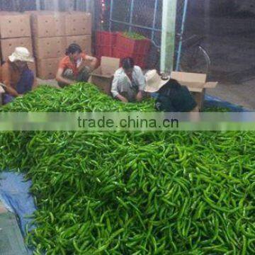 FRESH GREEN CHILI