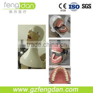 Dental Phantom Head Dental Manikin Fashion Manikin for Sale