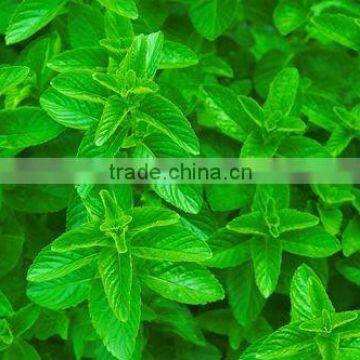 Pure Plant Extract Spearmint Oil