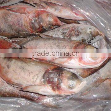 Whole Round Frozen Silver Carp 500-1000g