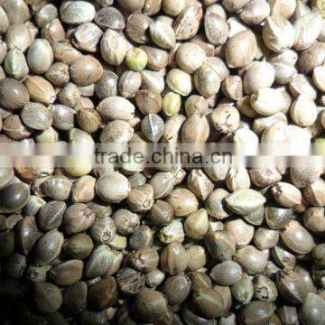 dried hemp seeds 2013 crop