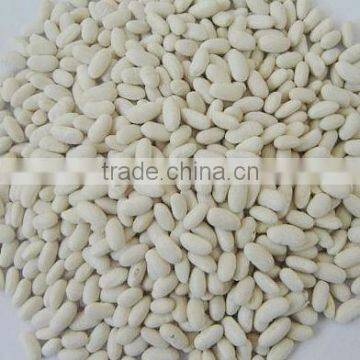 New crop white kidney bean baishake type guangzhou bean office