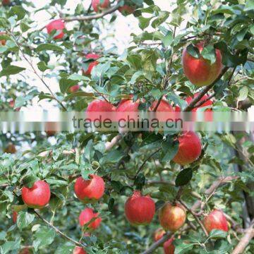 red gala apple supplier