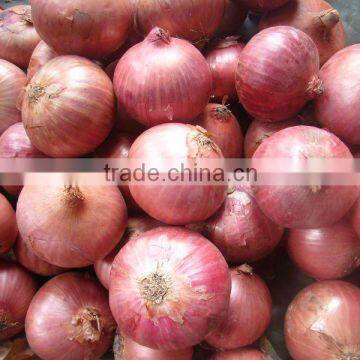 red Shandong onion