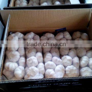FRESH GARLIC photo-2