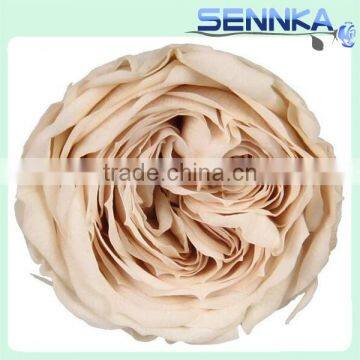 Natural preserved flower wholesale Roses David Austin