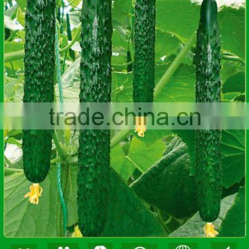 CU09 Nongfeng f1 hybrid cucumber seeds of quality vegetable seeds