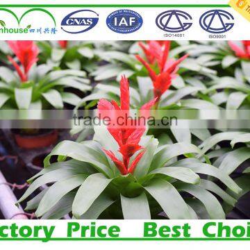 polycarbonate sheet price greenhouses