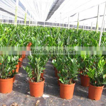 Zamioculcas Zamiifolia photo-3
