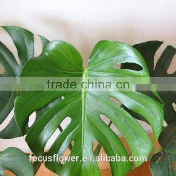 Fresh Green Monstera Deliciosa Leaves With Competitive Price