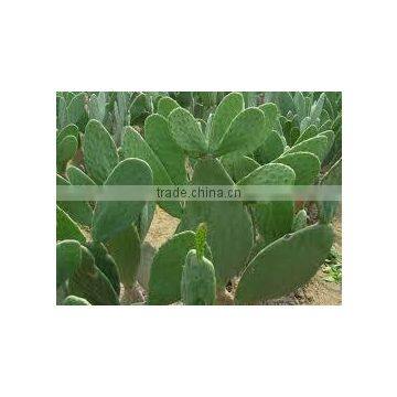 Caralluma Fimbriata Extract photo-4