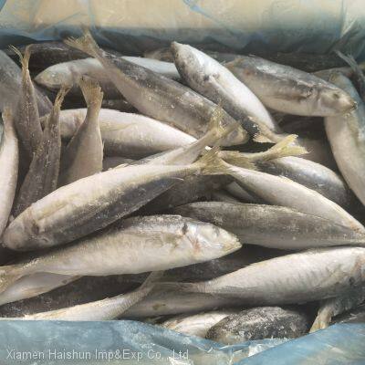 Frozen Round Scad; Horse Mackerel With Small Eyes photo-2