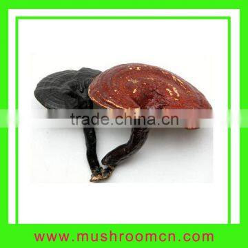 Ganoderma lucidum