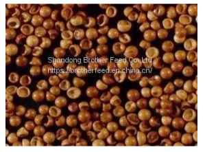 Good Quality High Hatch Rate Premium Bohai BBS Artemia Cysts Brine Shrimp Eggs photo-2