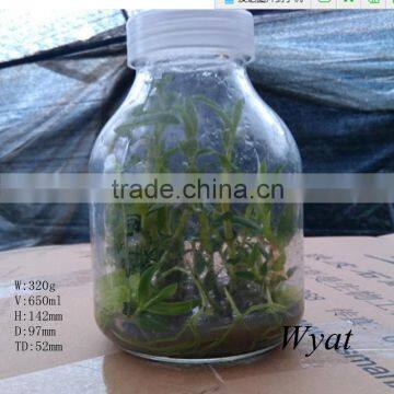 cheap 650ml tissue culture 22oz glass bottle for agricultural industry