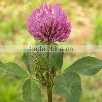 Phytoestrogen Red Clover Extract Isoflavones