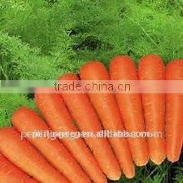 FRESH CARROT FOR JAPAN