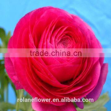 china supplier wedding decor flower fan columbine with red pink color