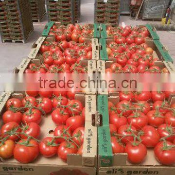 From Turkey Fresh Tomatoes