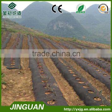 Plastic mulch film in blueberry yard