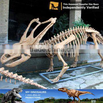 MY Dino-C049 Protoceratops Dinosaur Skeleton Sculpture for Sale photo-2